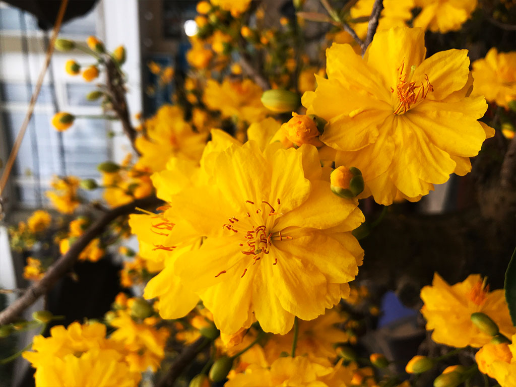 The Fortune Yellow Apricot Blossom is the symbol of prosperity and high durability 